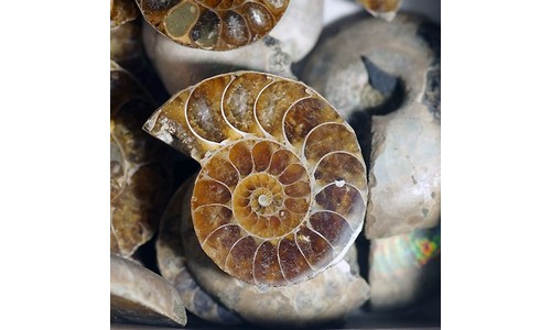 암모나이트화석 성능 평가 고르는법